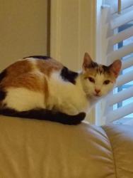 Found/Stray Female Cat last seen James Avenue and S California Street, Montgomery, AL 36107