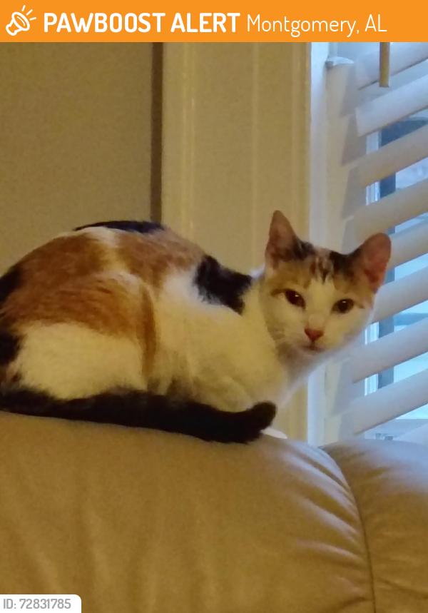 Found/Stray Female Cat last seen James Avenue and S California Street, Montgomery, AL 36107