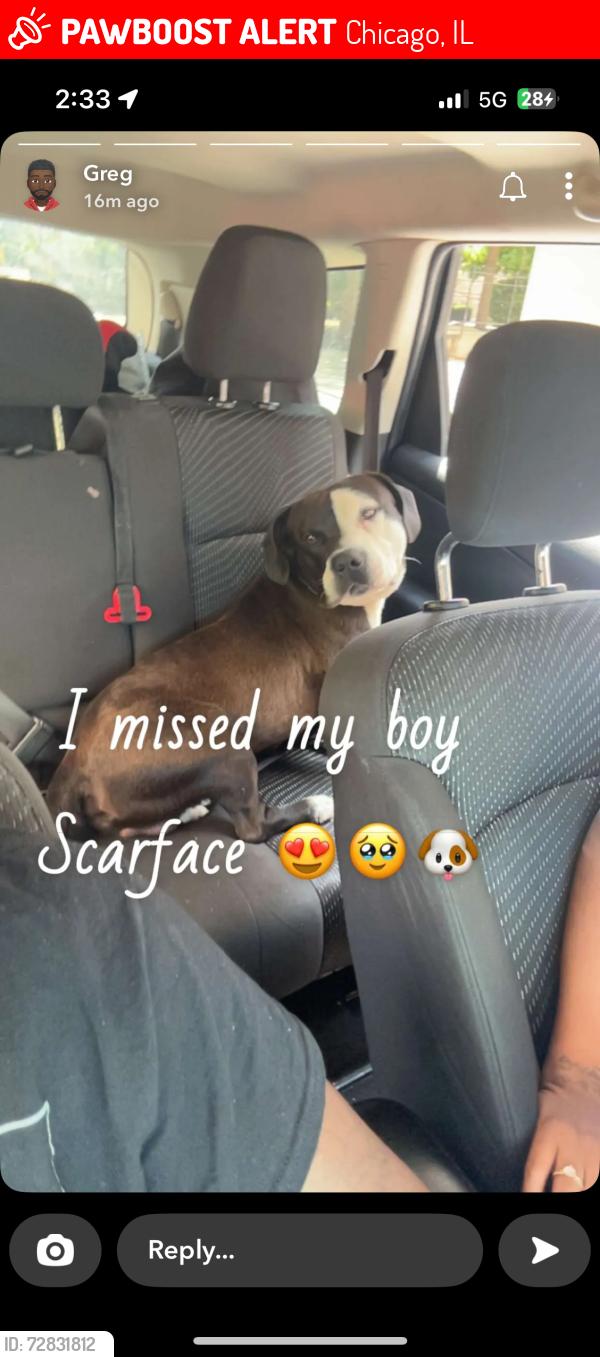 Lost Male Dog last seen Throop street loomis Ada and Ashland , Chicago, IL 60620