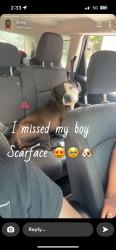 Lost Male Dog last seen Throop street loomis Ada and Ashland , Chicago, IL 60620