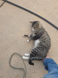 Found/Stray Male Cat last seen Rob Jaggers Campground  NM , Albuquerque, NM 87107