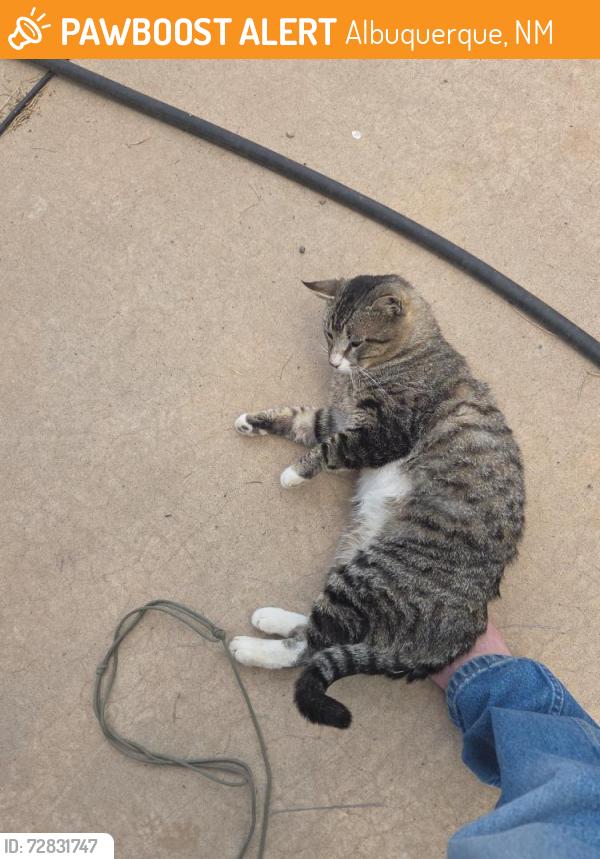 Found/Stray Male Cat last seen Rob Jaggers Campground  NM , Albuquerque, NM 87107