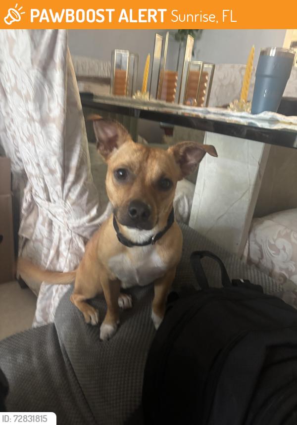 Found/Stray Male Dog last seen 60th st, Sunrise, FL 33351
