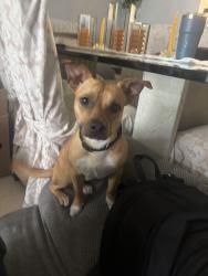 Found/Stray Male Dog last seen 60th st, Sunrise, FL 33351
