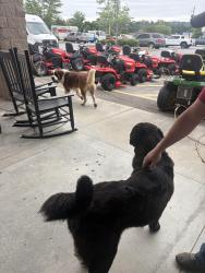 Found/Stray Male Dog last seen Lowe, Rome, GA 30165