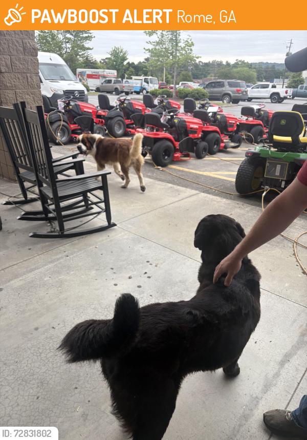 Found/Stray Male Dog last seen Lowe, Rome, GA 30165