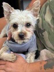 Lost Male Dog last seen Cheyenne @ Civic Center , North Las Vegas, NV 89030