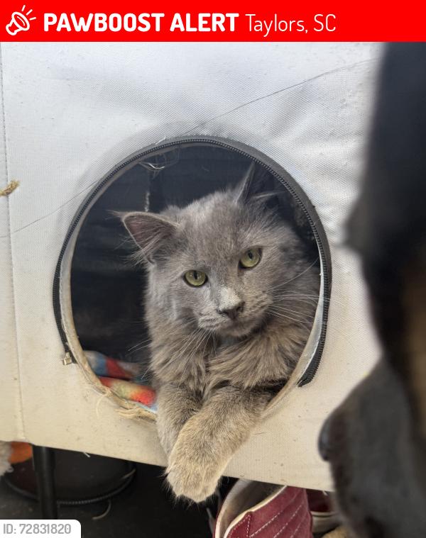 Lost Male Cat last seen Taylors Baptist, Taylors, SC 29687