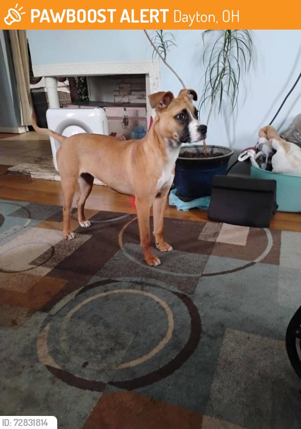 Found/Stray Female Dog last seen Us 35 & Abbey Ave across from library , Dayton, OH 45417