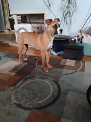 Found/Stray Female Dog last seen Us 35 & Abbey Ave across from library , Dayton, OH 45417