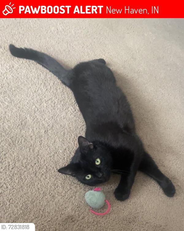 Lost Male Cat last seen Seiler Rd and Minnich Rd, New Haven, IN 46774