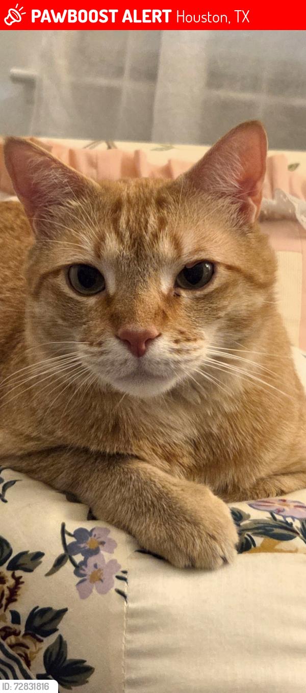 Lost Male Cat last seen West Alabama and Marshall street Houston TX, Houston, TX 77098