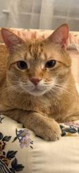 Lost Male Cat last seen West Alabama and Marshall street Houston TX, Houston, TX 77098