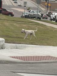 Found/Stray Male Dog last seen Deen , Fort Worth, TX 76106