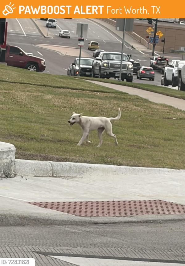 Found/Stray Male Dog last seen Deen , Fort Worth, TX 76106