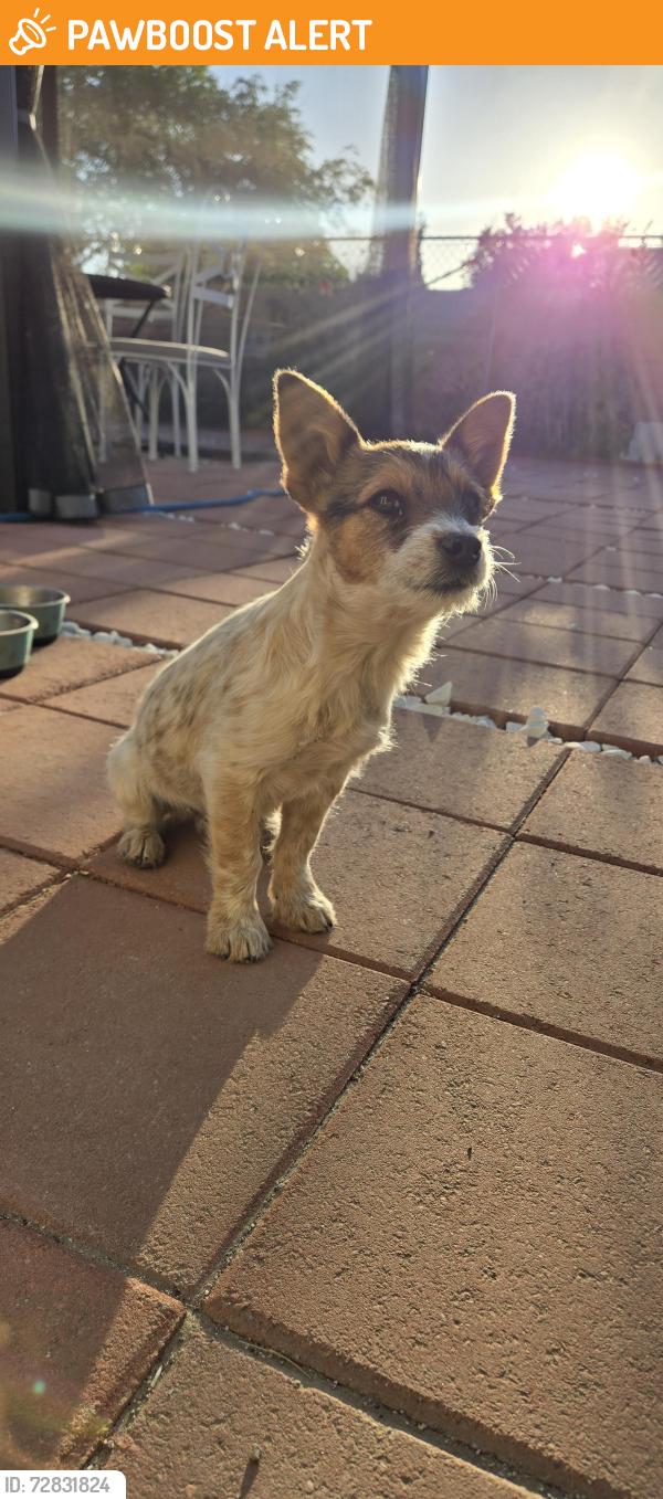 Found/Stray Male Dog last seen Avenue T and S, Los Angeles County, CA 93591