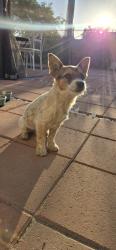 Found/Stray Male Dog last seen Avenue T and S, Los Angeles County, CA 93591