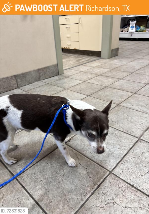Found/Stray Male Dog last seen Campbell , Richardson, TX 75080
