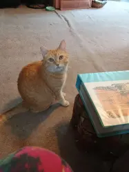 Lost Female Cat last seen Purple sage and Hwy 30, Caldwell, ID 83607