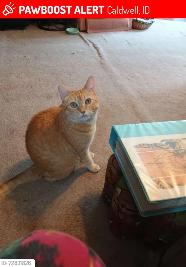 Lost Female Cat last seen Purple sage and Hwy 30, Caldwell, ID 83607