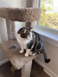 Lost Female Cat last seen Cordelia Park near community garden, neighborhood Grace St/Seigle Ave , Charlotte, NC 28205
