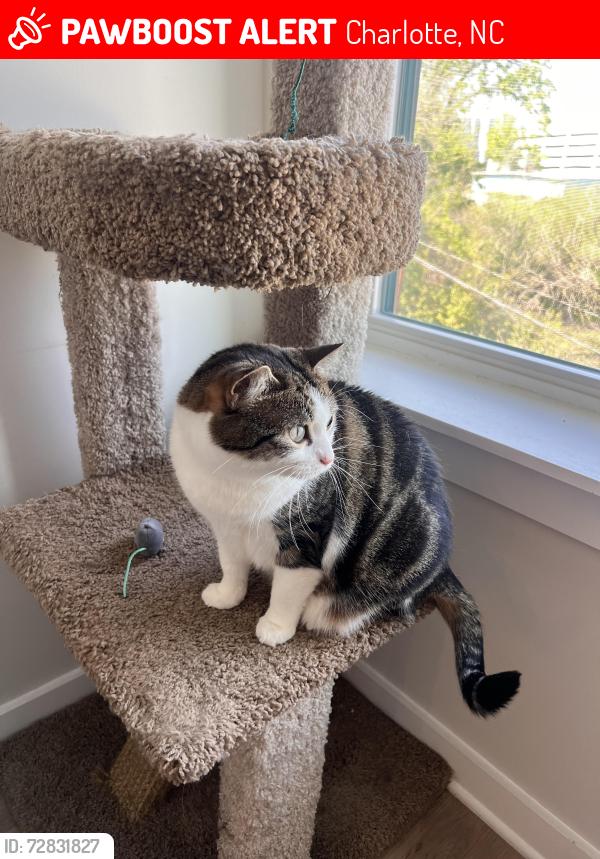 Lost Female Cat last seen Cordelia Park near community garden, neighborhood Grace St/Seigle Ave , Charlotte, NC 28205