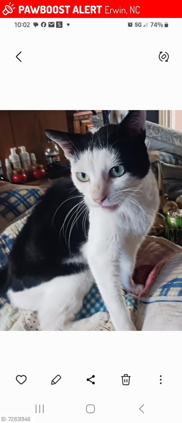 Lost Female Cat last seen West D street.   18th street , Erwin, NC 28339