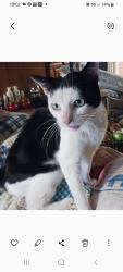 Lost Female Cat last seen West D street.   18th street , Erwin, NC 28339