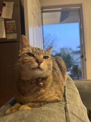 Lost Female Cat last seen La Roda Ave and Rhoads Ave, Santa Barbara, CA 93111