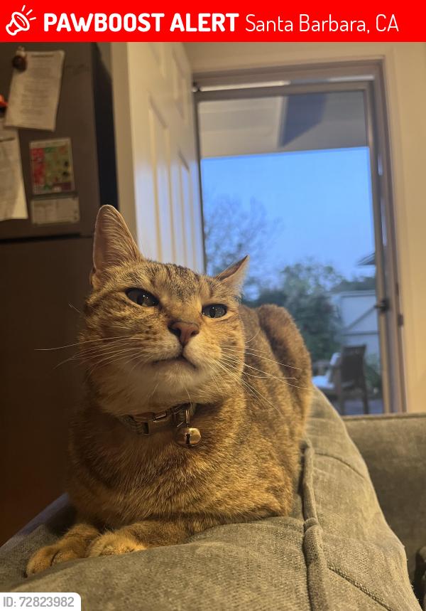 Lost Female Cat last seen La Roda Ave and Rhoads Ave, Santa Barbara, CA 93111