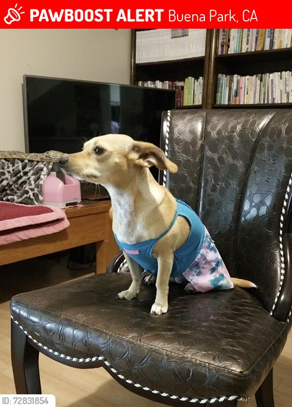 Lost Female Dog last seen Henshaw Circle, Elsinore Ave, Buena Park, CA 90621