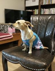 Lost Female Dog last seen Henshaw Circle, Elsinore Ave, Buena Park, CA 90621
