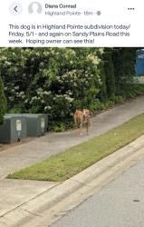 Found/Stray Unknown Dog last seen Highland Pointe Subdivision, Marietta, GA 30066