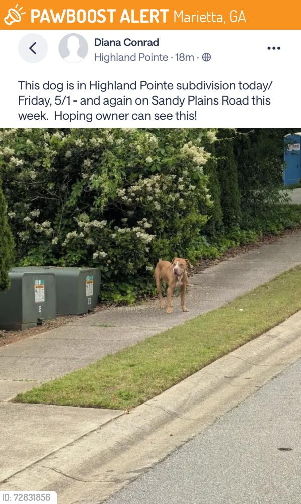 Found/Stray Unknown Dog last seen Highland Pointe Subdivision, Marietta, GA 30066