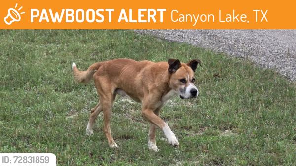 Found/Stray Male Dog last seen Lakeview Drive canyon lake , Canyon Lake, TX 78133