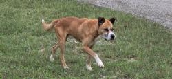 Found/Stray Male Dog last seen Lakeview Drive canyon lake , Canyon Lake, TX 78133