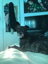 Lost Male Dog last seen US highway 17 , New Bern, NC 28560