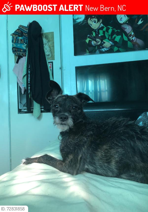 Lost Male Dog last seen US highway 17 , New Bern, NC 28560