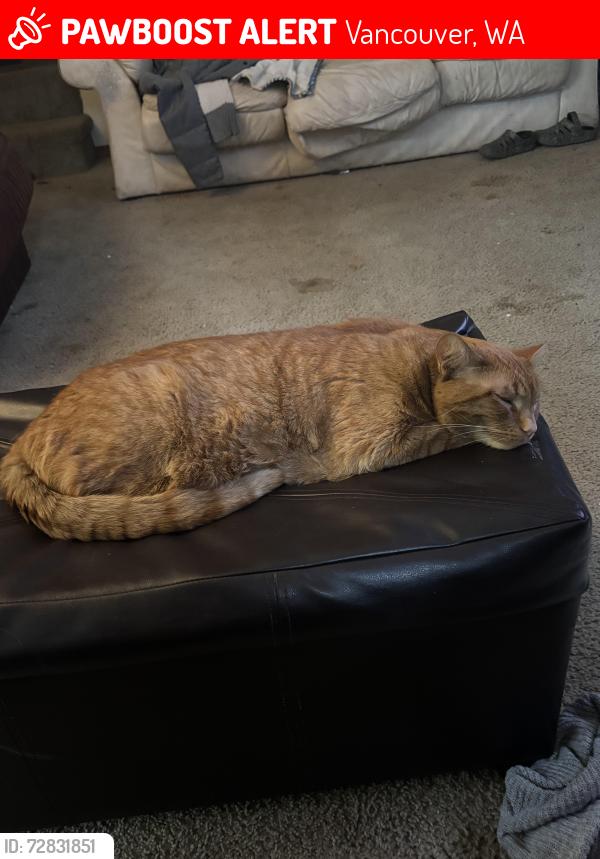 Lost Male Cat last seen Hearthwood and mill plain, Vancouver, WA 98684