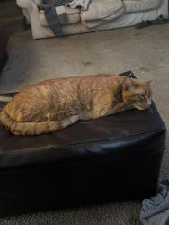 Lost Male Cat last seen Hearthwood and mill plain, Vancouver, WA 98684