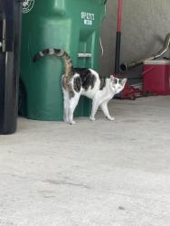 Found/Stray Unknown Cat last seen Marisol and Walton , Port St. Lucie, FL 34952