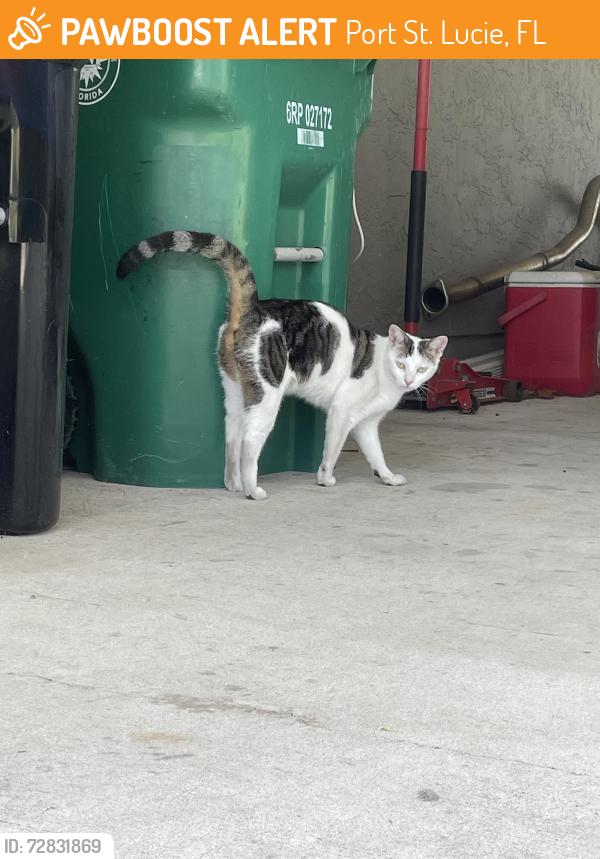 Found/Stray Unknown Cat last seen Marisol and Walton , Port St. Lucie, FL 34952
