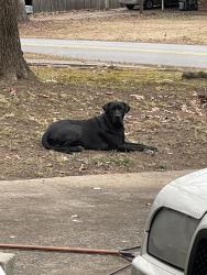 Lost Male Dog last seen Edward rd and hmstd , Rex, GA 30273