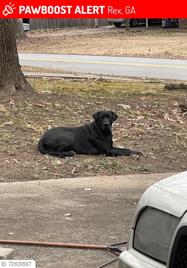 Lost Male Dog last seen Edward rd and hmstd, Rex, GA 30273