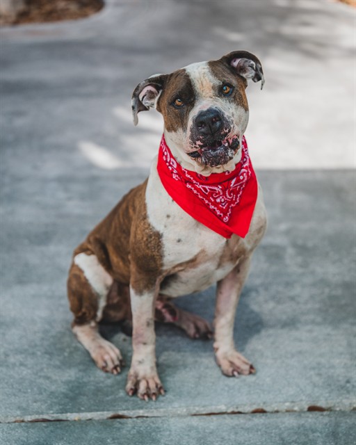 Shelter Stray Male Dog last seen Near BLOCK NW 3RD ST, Doral, FL 33122