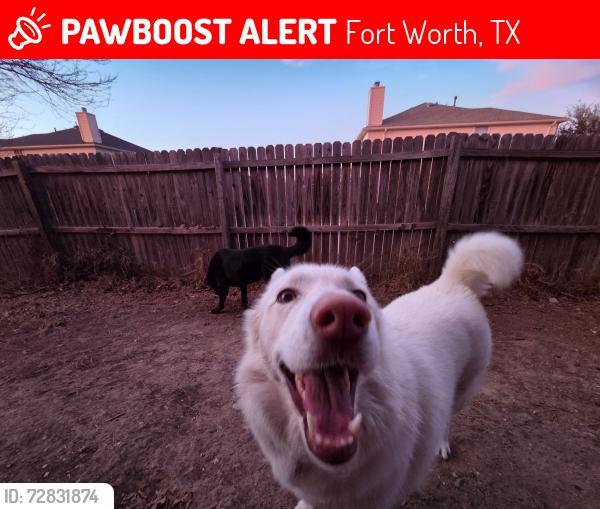 Lost Female Dog last seen Padre avenue and nature, Fort Worth, TX 76244