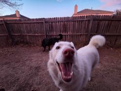 Lost Female Dog last seen Padre avenue and nature, Fort Worth, TX 76244