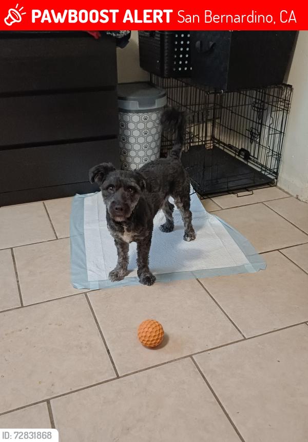 Lost Male Dog last seen Darby St, San Bernardino, CA 92407