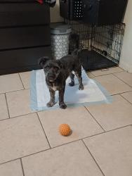 Lost Male Dog last seen Darby St, San Bernardino, CA 92407