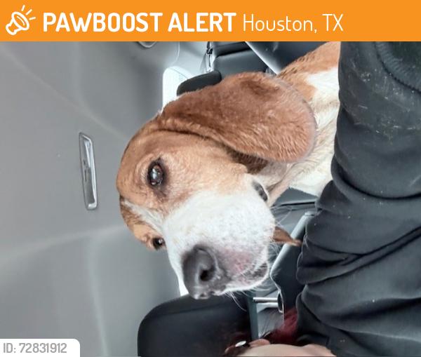 Found/Stray Male Dog last seen Houston Police Department southwest Div. , Houston, TX 77045